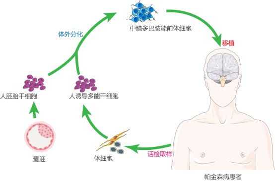 復旦校友領航，躍賽生物獲數千萬元天使輪融資，深耕干細胞治療新賽道