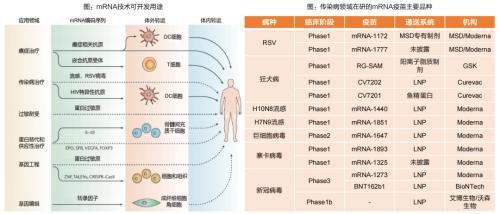 細胞技術 掘金近5000億藍海，把握前沿領域的十倍股機遇